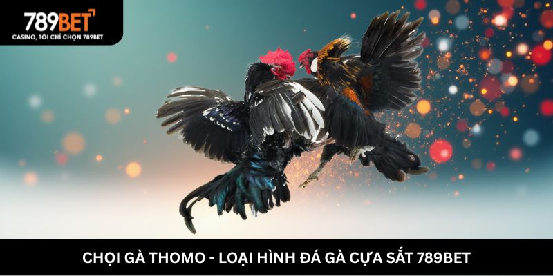 Chọi gà Thomo - Loại hình đá gà cựa sắt 789BET